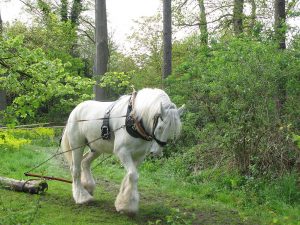 1024px-Shire_horse
