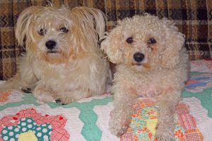 dogs-on-quilt-all-ready-to-go